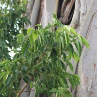 Ficus amplissima Sm.